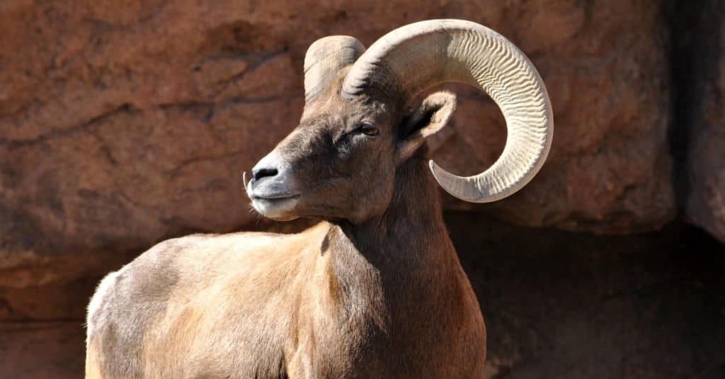 Ram maschio di pecora bighorn con grandi corna su una scogliera.