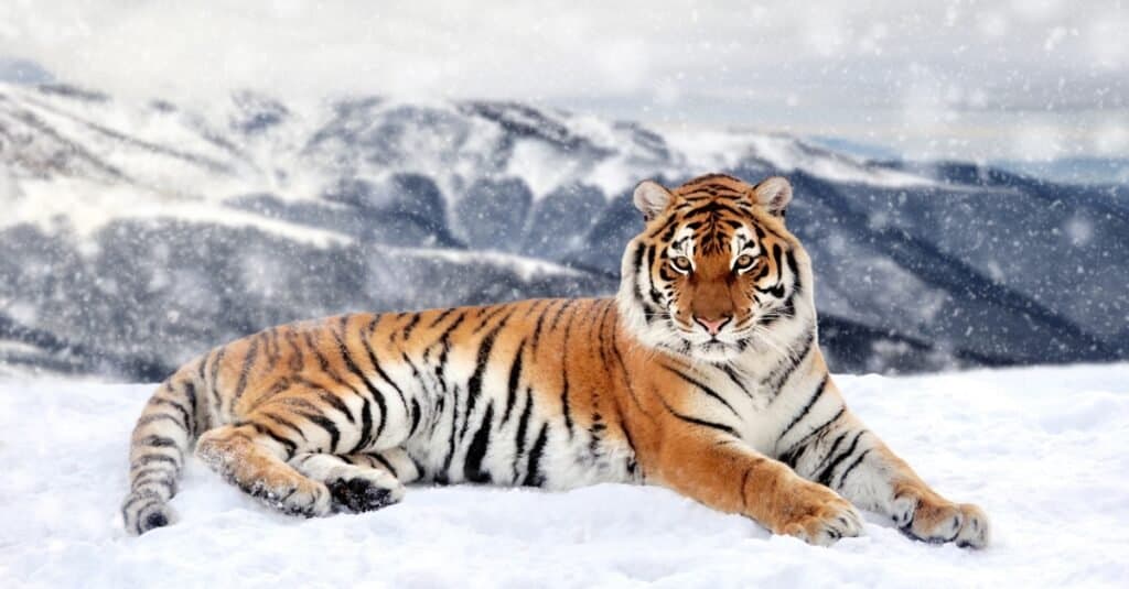 tigre nella neve