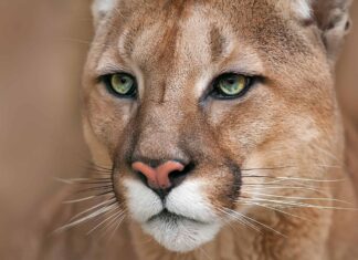 I cani canadesi sfidano coraggiosamente l'enorme puma per difendere la casa
