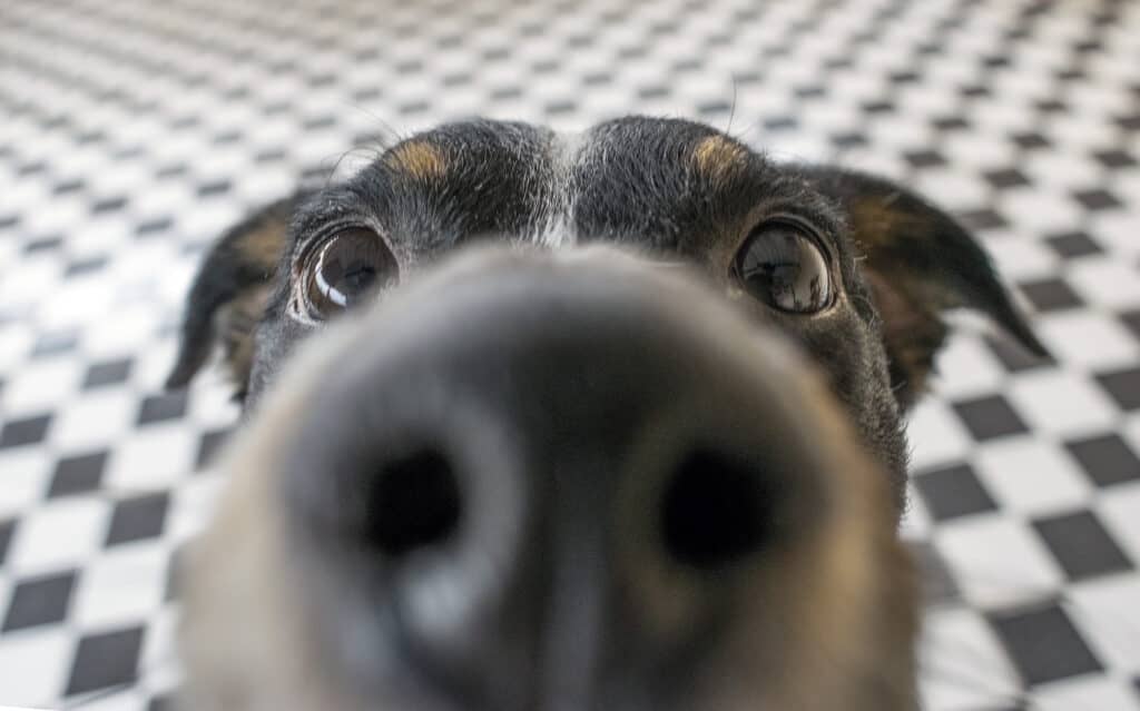naso di cane