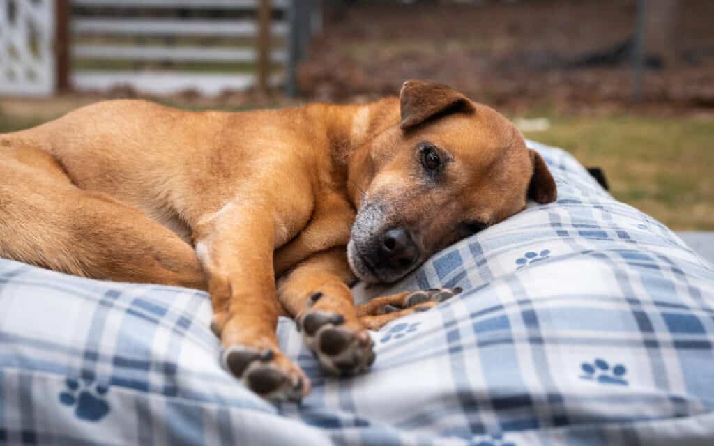 I cani con difficoltà a dormire possono trarre beneficio dalla melatonina