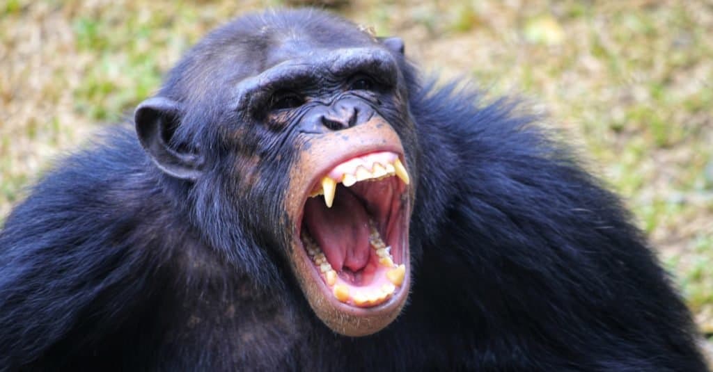 Animale aggressivo: scimpanzé