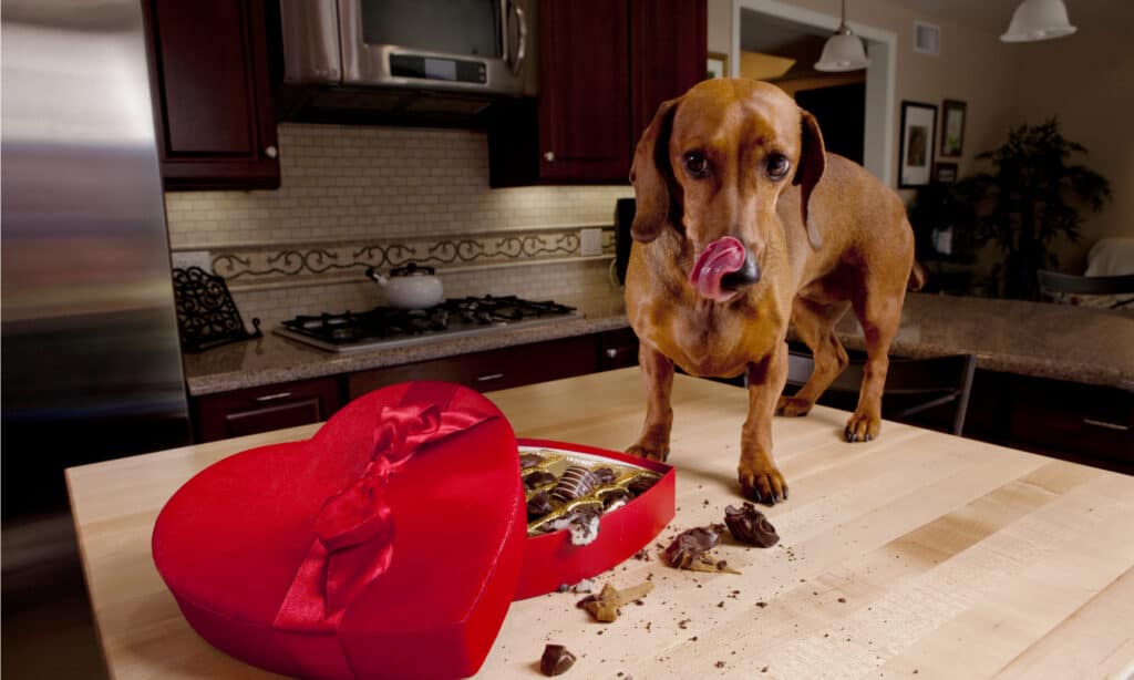 perché il cioccolato fa male ai cani