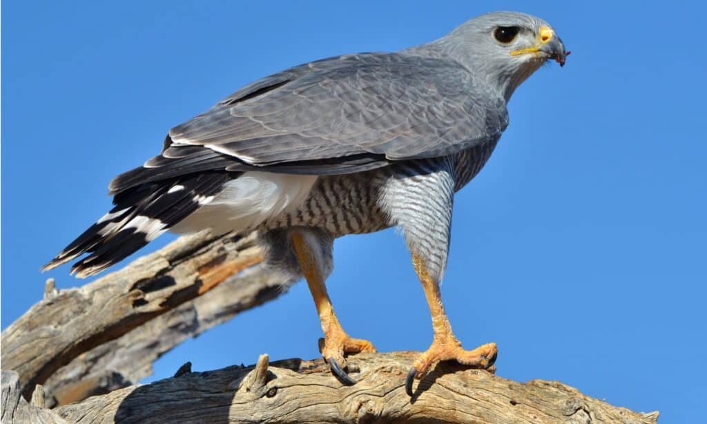 Un falco grigio appollaiato su una roccia contro un cielo blu