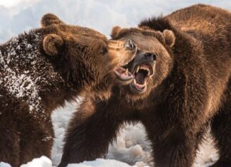 I grizzly di passaggio esplodono in combattimento sulla femmina vicina
