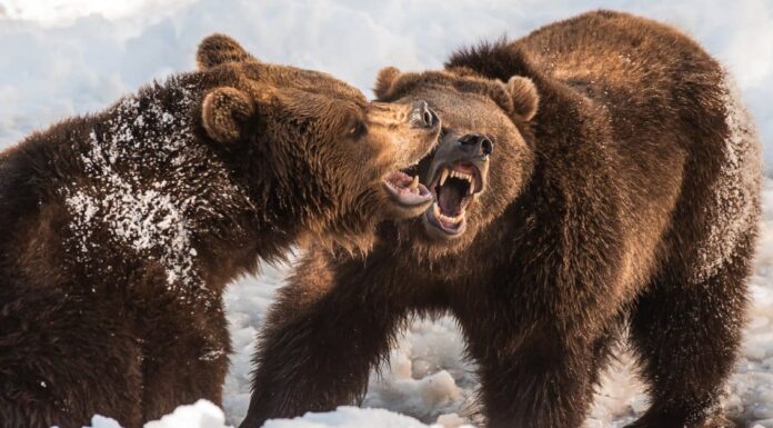 I grizzly di passaggio esplodono in combattimento sulla femmina vicina
