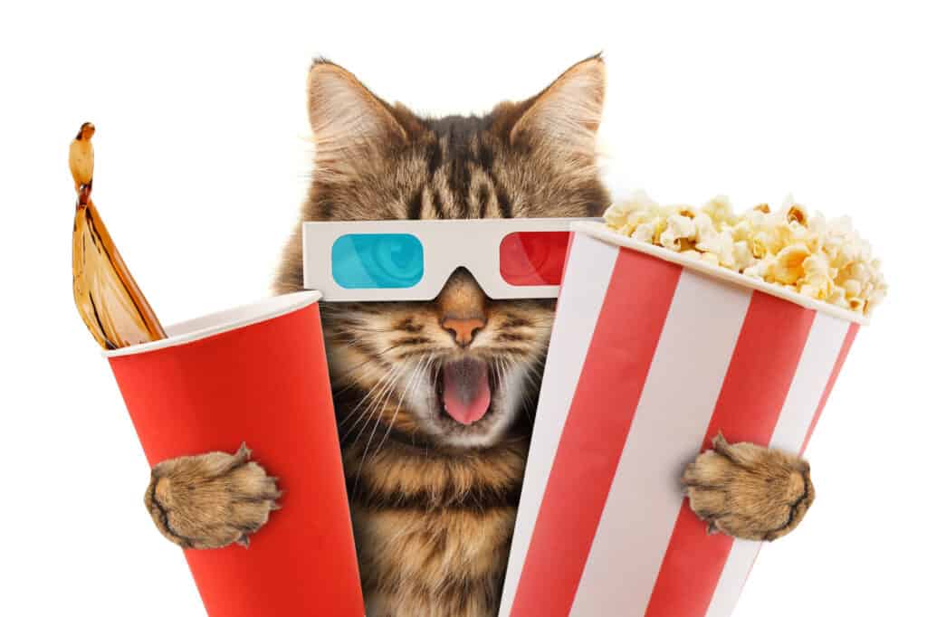 Gatto che indossa occhiali 3D con in mano un drink e popcorn