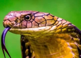 King Cobra (Ophiophagus hannah) The world