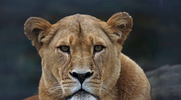 I turisti su Safari imparano perché non suoni mai il clacson a un leone
