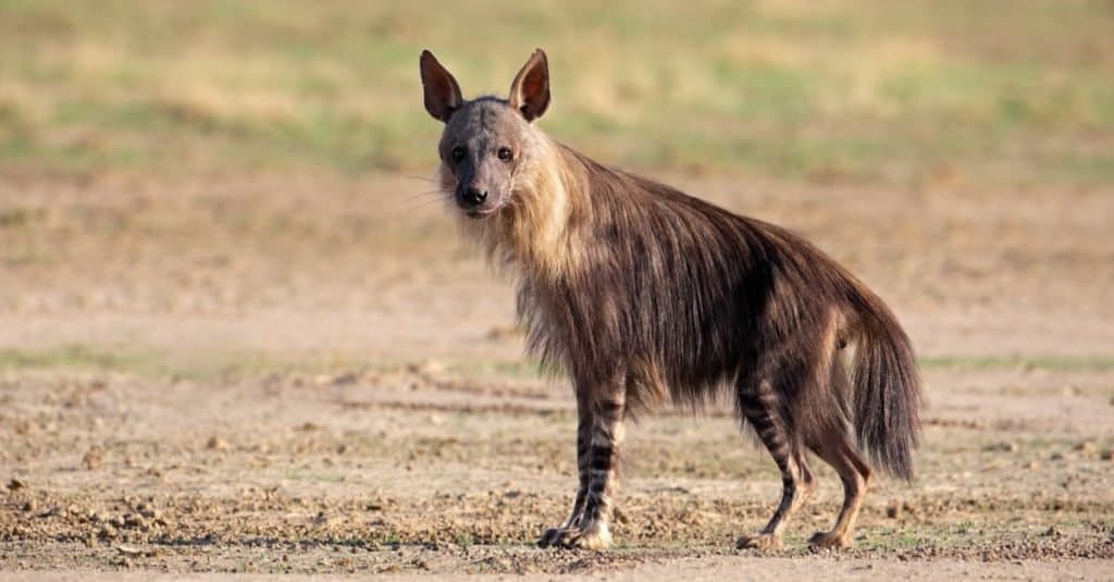 Iena bruna (Hyaena brunnea), deserto del Kalahari, Sud Africa