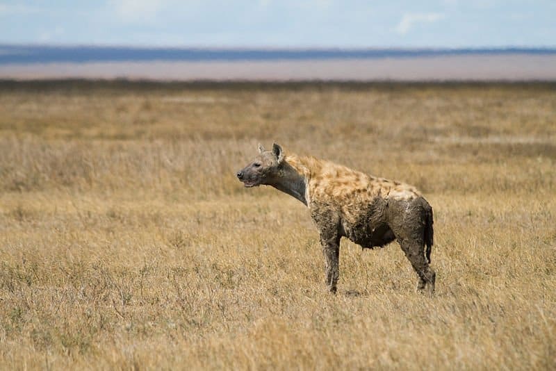 la iena (Hyaenidae) ha avvistato la iena nella savana
