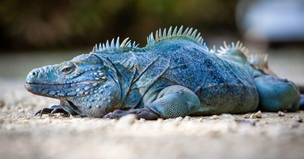 L'iguana blu estremamente rara (Cyclura lewisi) è protetta nel Parco Botanico Queen Elizabeth II, dove puoi trovare il vero habitat naturale di questa sorprendente creatura.