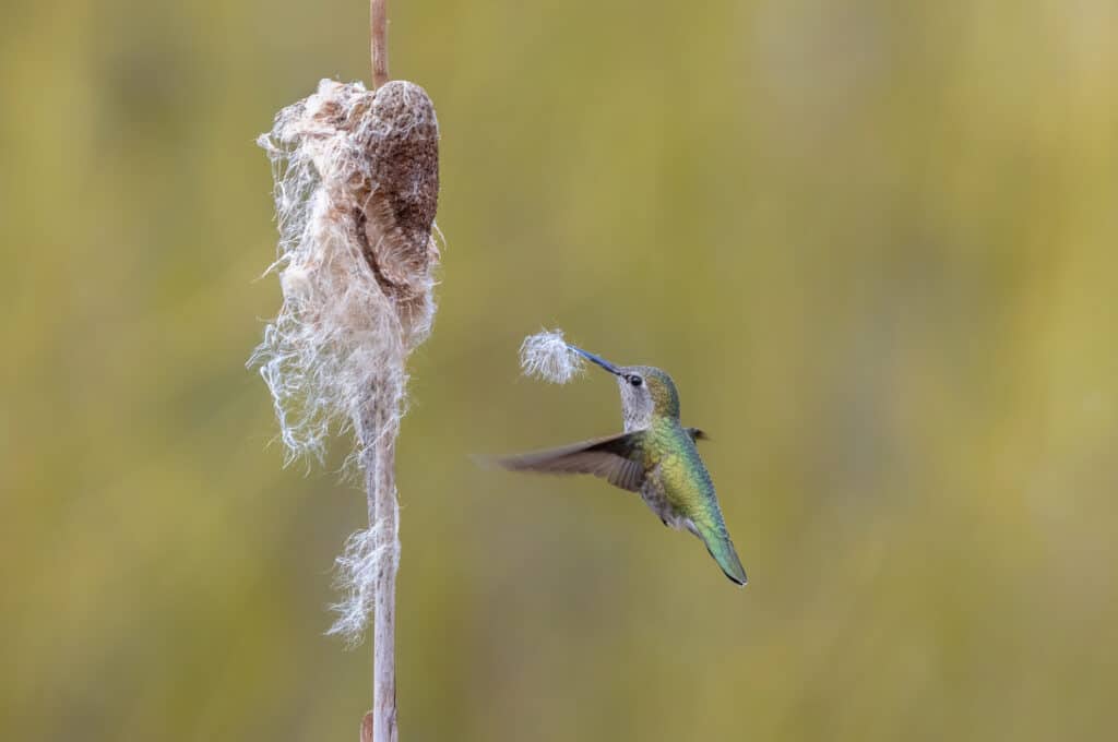 Nidificazione del colibrì di Anna