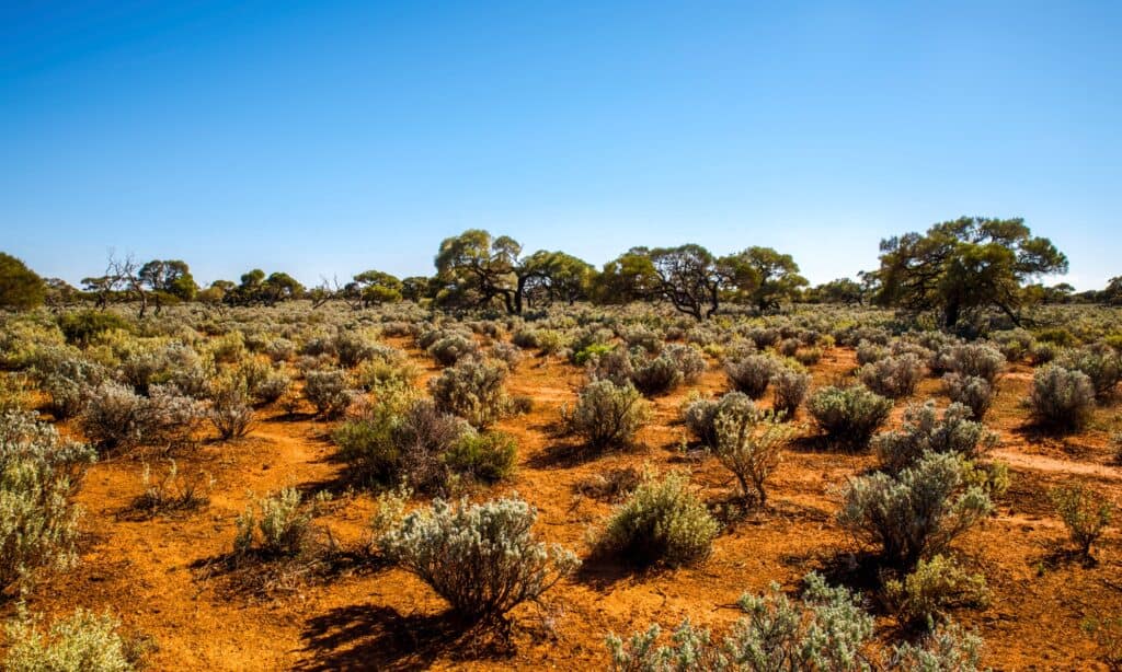 Il grande deserto australiano