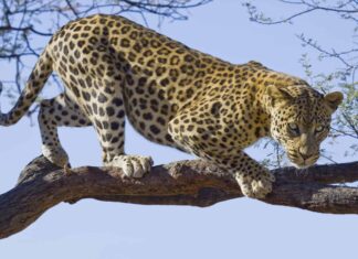 Il leopardo maschio singolo difende da tre ghepardi adulti in una rissa tra grandi felini
