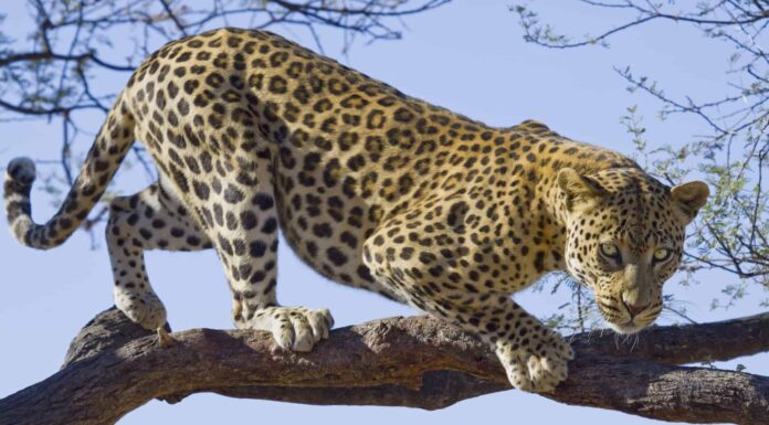 Il leopardo maschio singolo difende da tre ghepardi adulti in una rissa tra grandi felini
