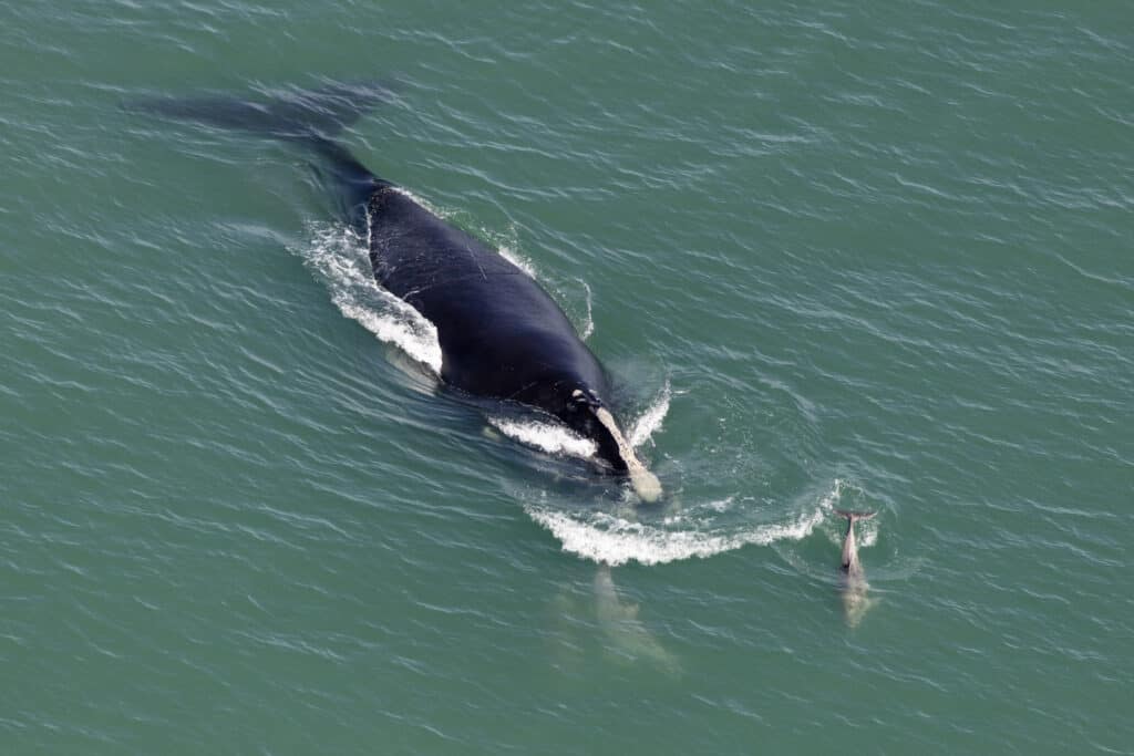 balena franca del Nord Atlantico per lo più nera che nuota in un oceano blu-verde, con delfini o simili che nuotano nelle vicinanze.