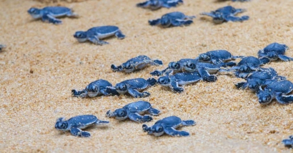 Larve di tartarughe marine sulla sabbia