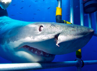 Il potente grande squalo bianco nuota direttamente nella gabbia con dentro un subacqueo
