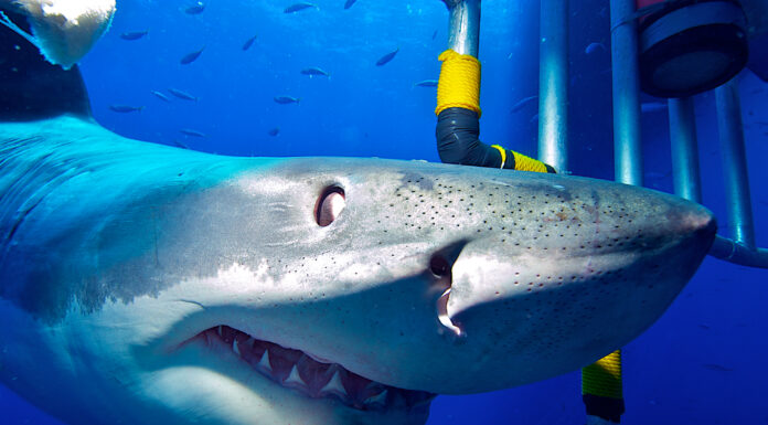 Il potente grande squalo bianco nuota direttamente nella gabbia con dentro un subacqueo

