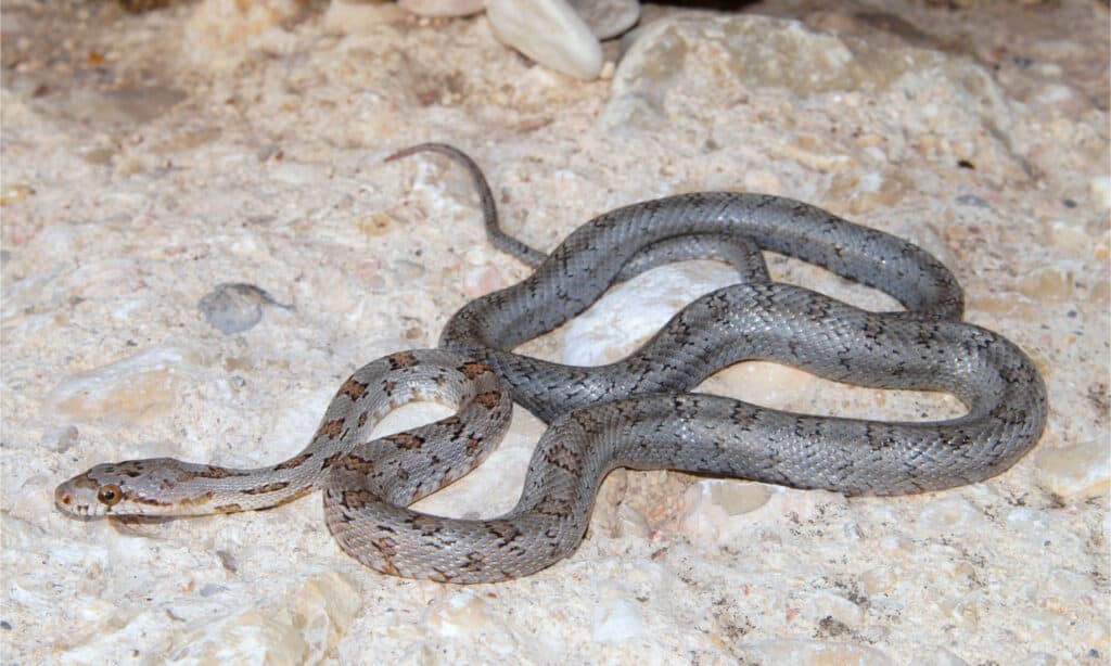 Un serpente di ratto di Baird giovanile su una grande roccia