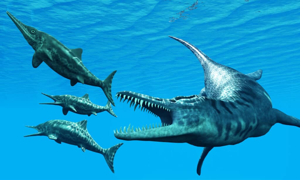 Liopleurodon attacca Ichthyosaurus - Liopleurodon era un gigantesco rettile marino che cacciava i dinosauri Ichthyosaurus nei mari giurassici