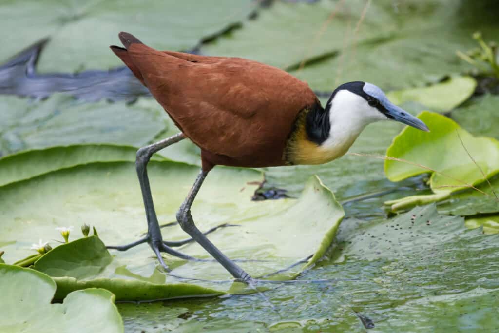 Un Jacana africano che cammina sulle ninfee