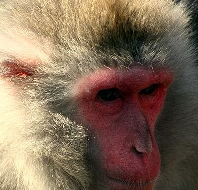 Japanese Macaque