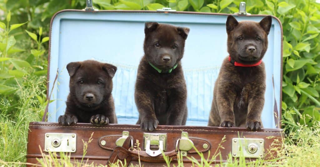 Tre cuccioli di Kai Ken in una valigia