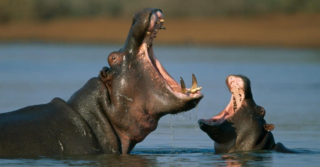 Il morso di animale più forte: ippopotamo