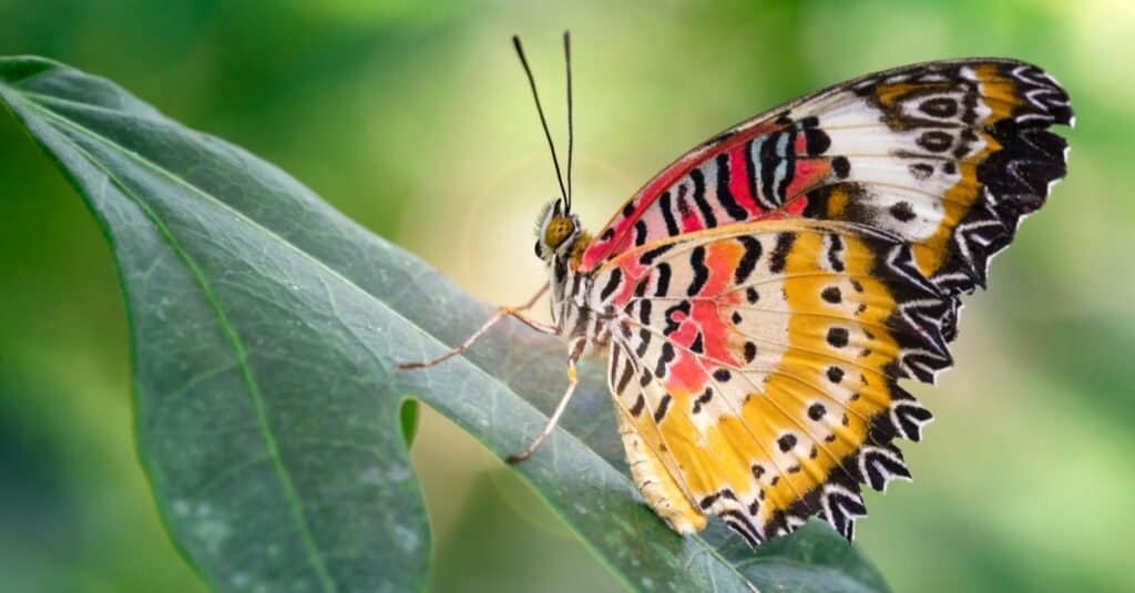 Bella farfalla con ampie ali rosse e gialle multicolori su una foglia in un giardino botanico tropicale vicino a Chiang Mai, Thailandia.