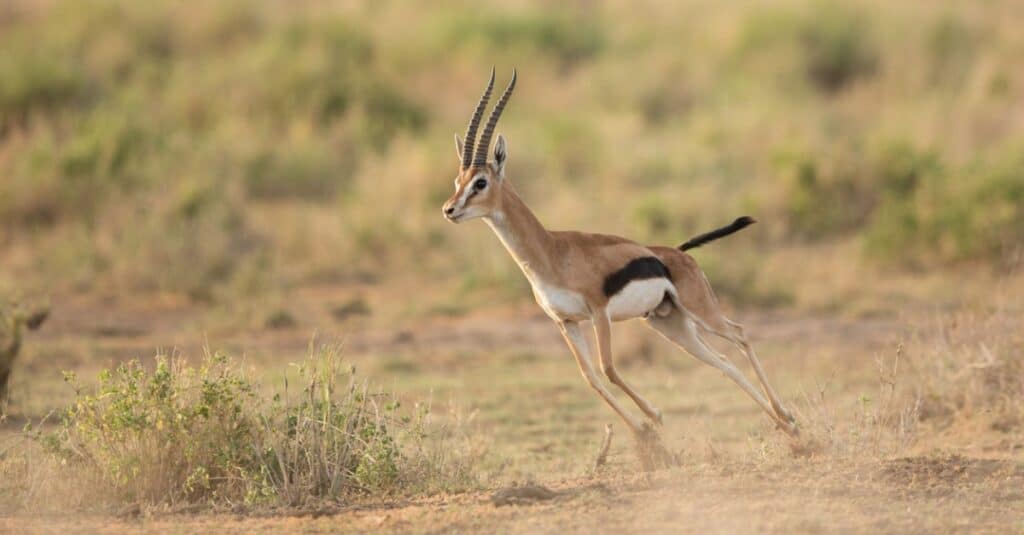 gazzella che corre
