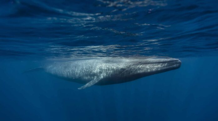 La surfista femminile tira fuori una mossa incredibile con una balena blu che viola sullo sfondo
