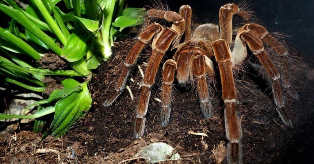 Incredibile animale della foresta pluviale: Goliath Bird Eating Spider