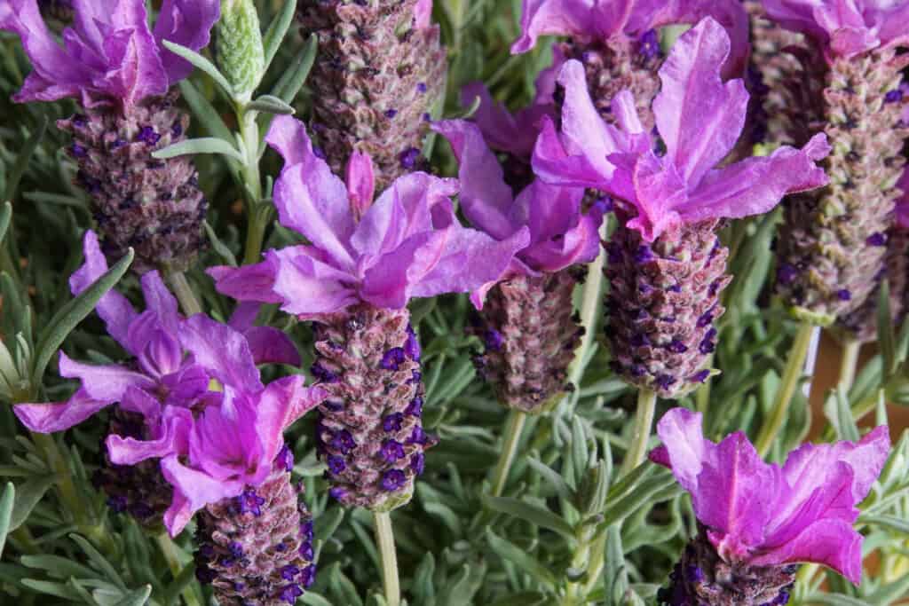 Lavandula stoechas