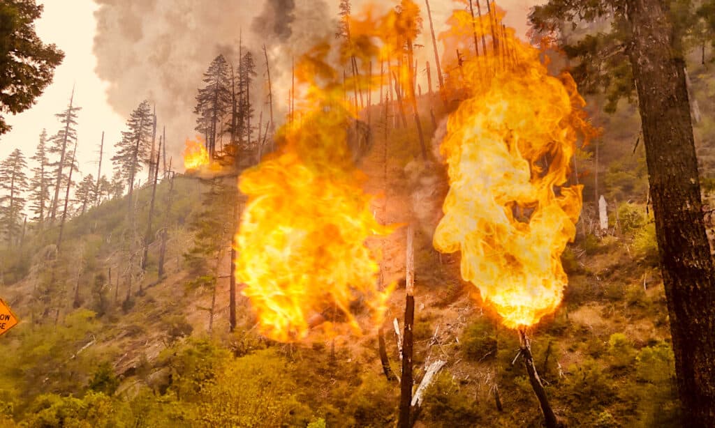 Forest Fire, California, 2020, fuoco - fenomeno naturale, fumo - struttura fisica