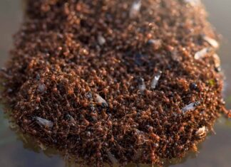 Le formiche del fuoco della Carolina del Sud costruiscono la peggiore isola galleggiante in assoluto

