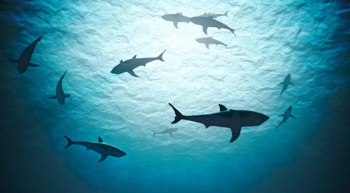 Le riprese aeree di 8 squali che nuotano in formazione sono pacificamente inquietanti
