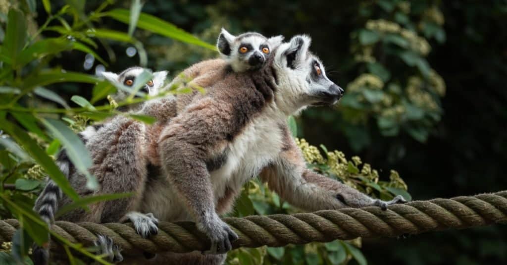 Un lemure volante con due cuccioli sulla schiena, in equilibrio su una corda.
