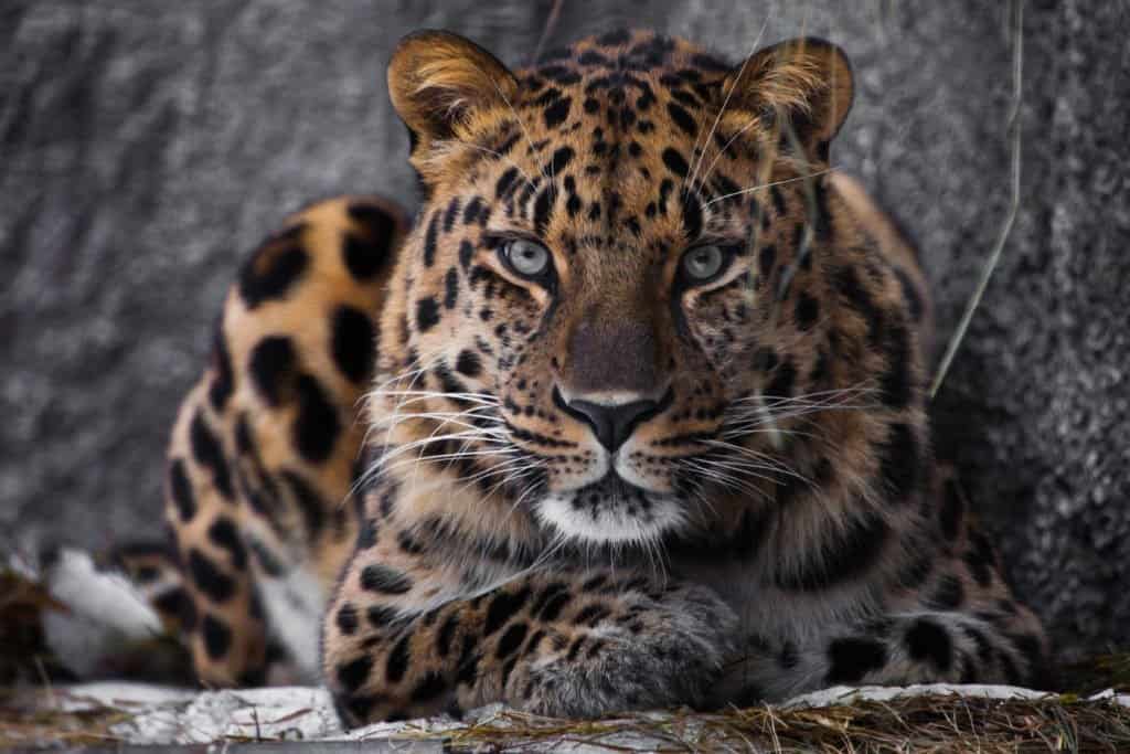 Leopardo dell'Amur che stabilisce guardando la fotocamera