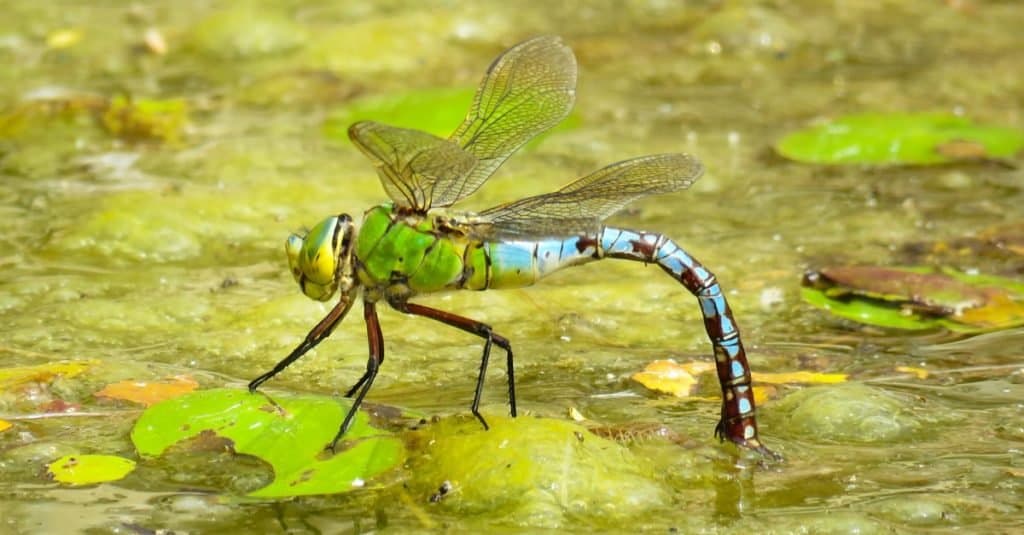 L'imperatore Dragonfly su uno stagno, Regno Unito