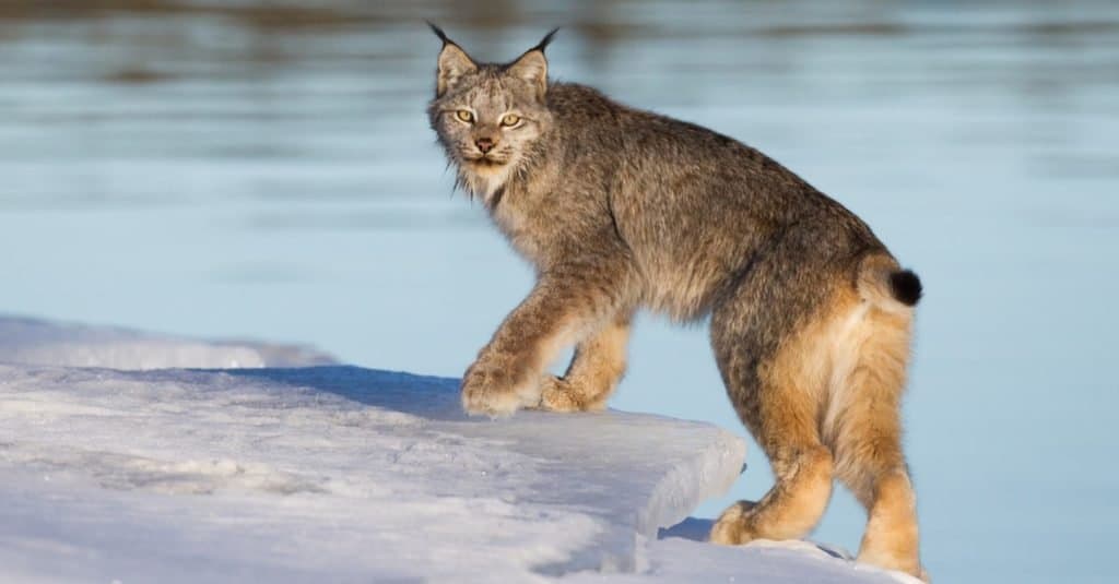 Canada Lynx sul bordo del ghiaccio lungo l'autostrada dell'Alaska a Johnson's Crossing, Yukon, Canada.