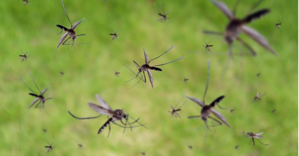 Molte zanzare sorvolano un campo di erba verde.