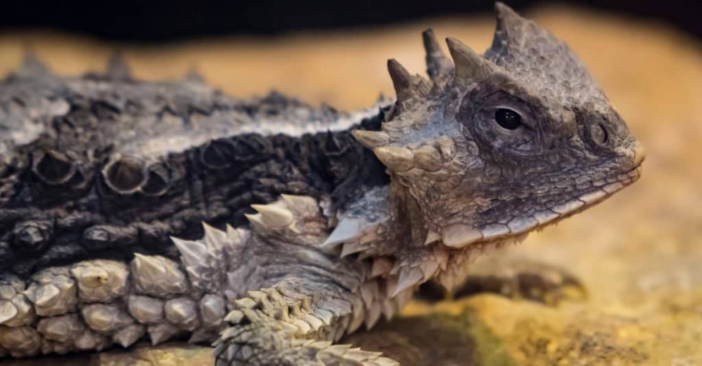 Giant Hornde Lizard (Phrynosoma asio) in fase di riscaldamento su una roccia.