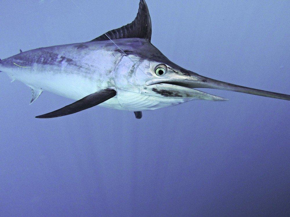 I marlin sono uno dei pesci più grandi delle Hawaii e possono pesare più di 1.200 libbre