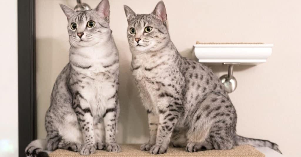 Due simpatici gatti Mau egiziani seduti su uno scaffale.