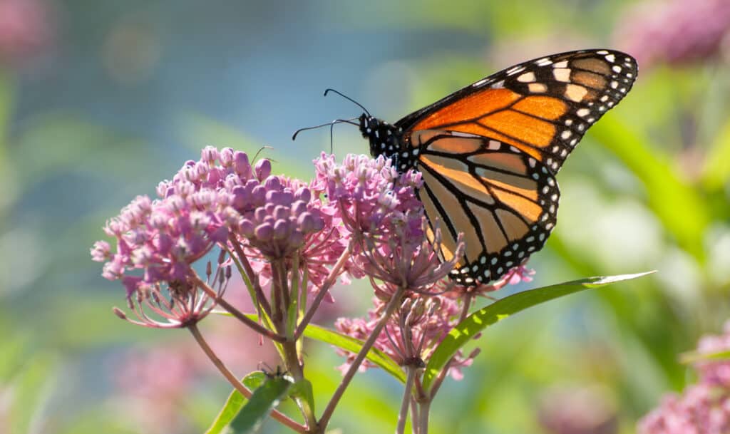 farfalla monarca asclepiade