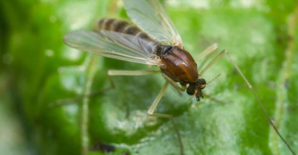 Primo piano di piccolo moscerino della mosca della sabbia sulla foglia verde.