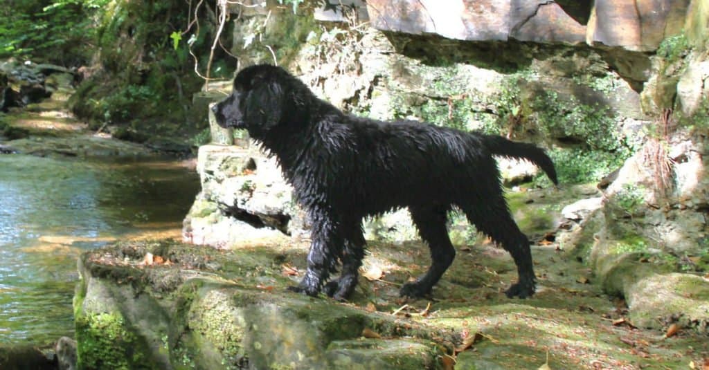 Golden Newfie esplora i boschi e il ruscello.