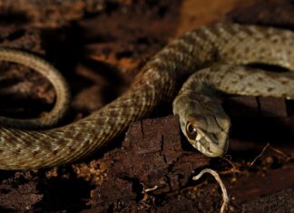 Nuove specie di serpenti trovate sotto le tombe ecuadoriane
